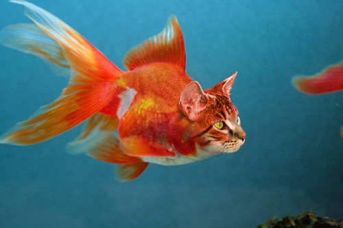 Creation of Catfish: Step 10